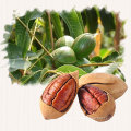 Wholesale Agriculture Products Pecans Nut snacks